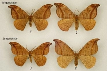 bruine eenstaart, Drepana curvatula, museum.jpg